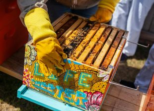 Brown Wood Crate with Bees Photo