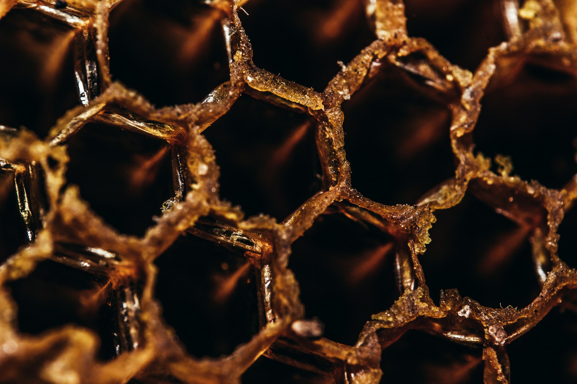 Close up photo of bee hive honey photo