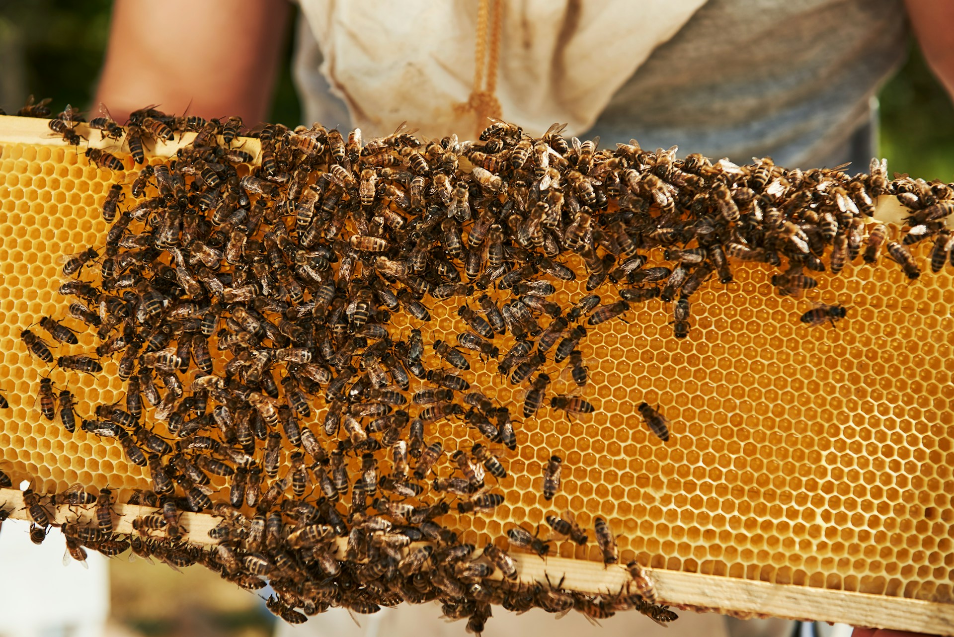 Manuka honeycomb full of bees photo